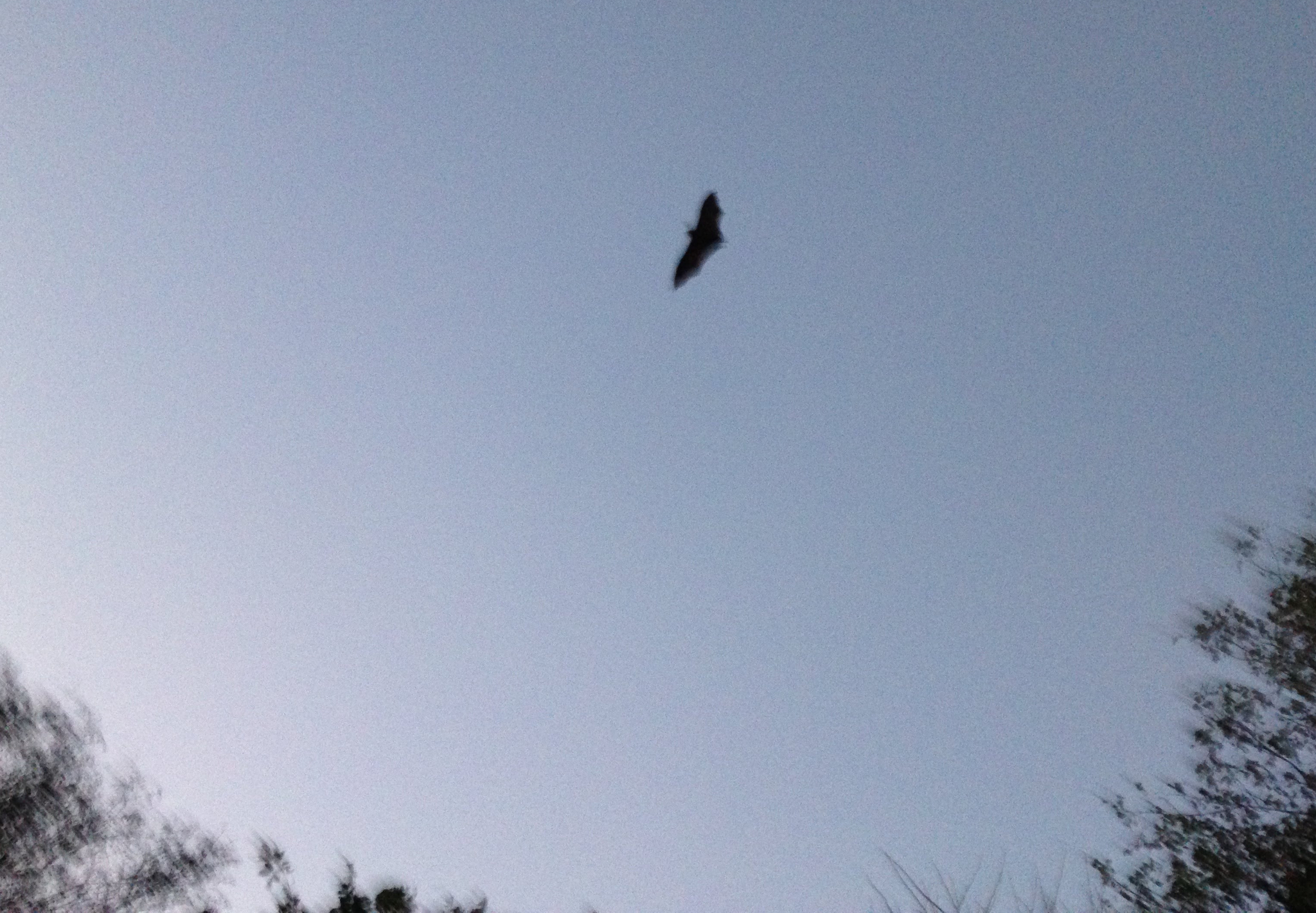 Large flying fox