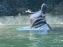 Hippopotamidae