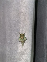 Meimuna mongolica