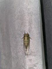 Meimuna mongolica
