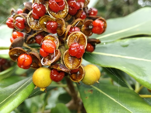 Pittosporum viridiflorum