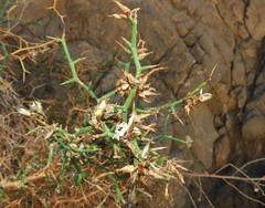 Launaea spinosa