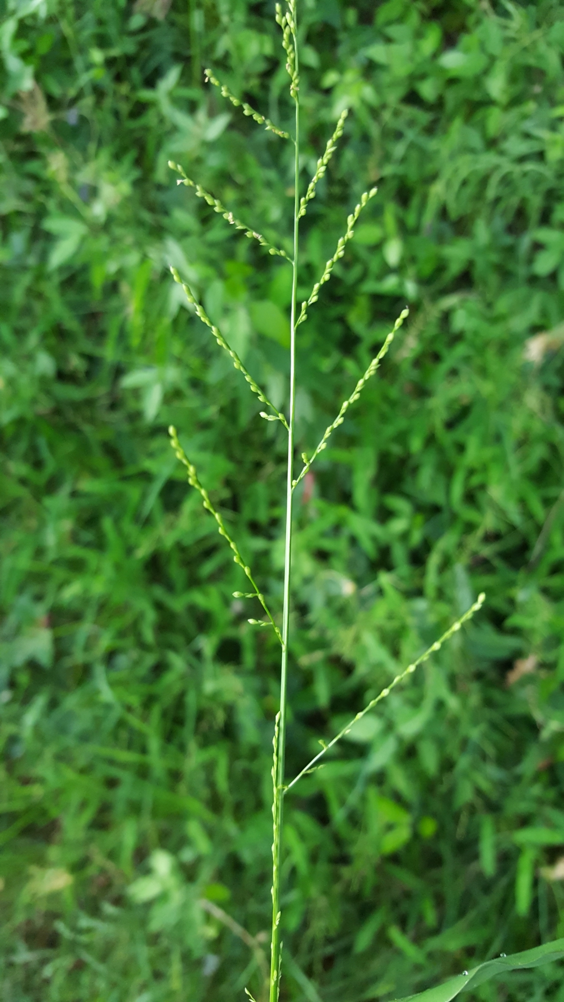 (c) François Rousseu, certains droits réservés (CC BY-NC) https://www.inaturalist.org/observations/108192206