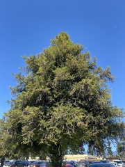 Sequoia sempervirens