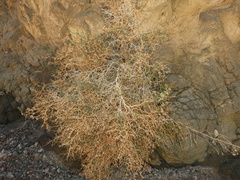 Launaea spinosa