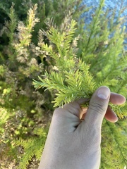 Sequoia sempervirens