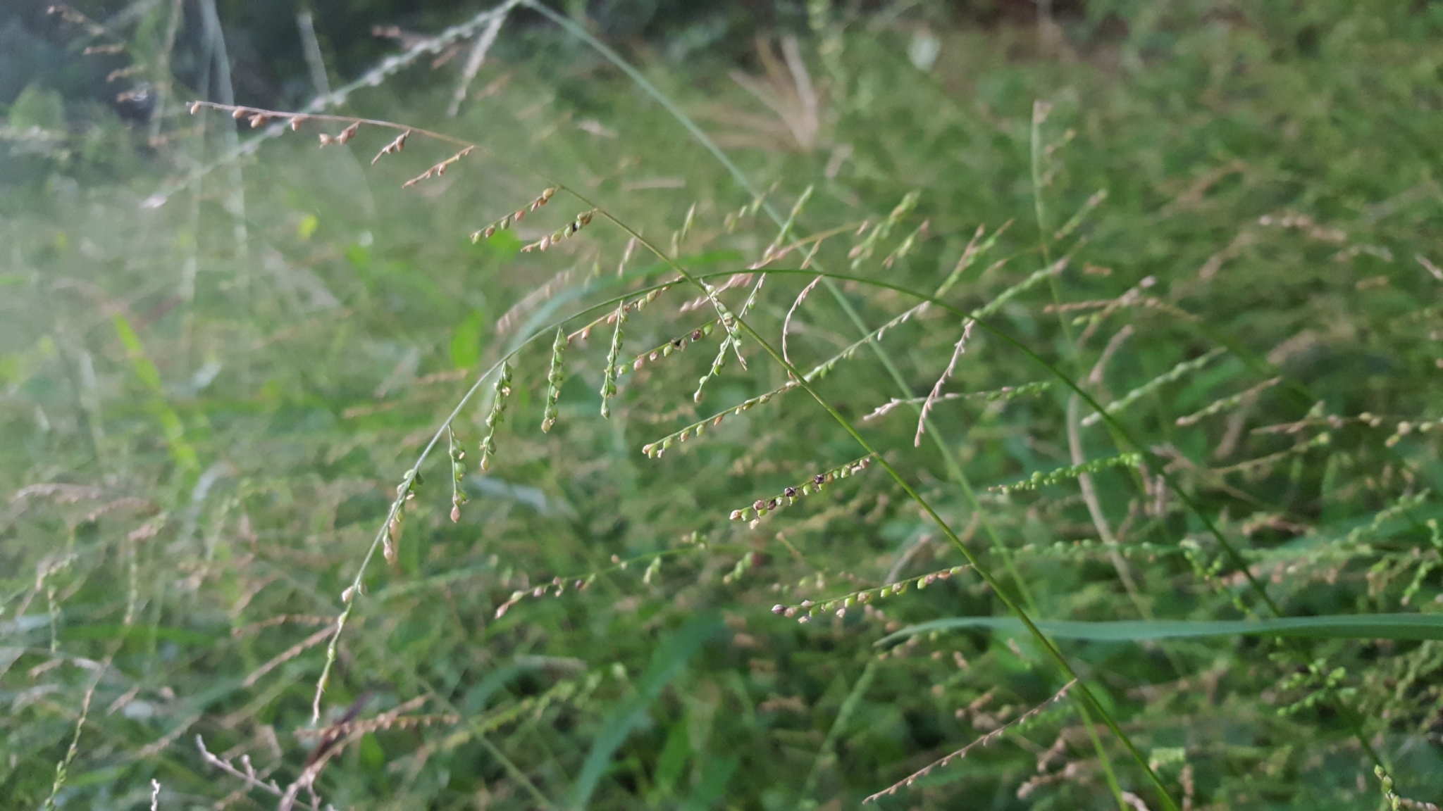 (c) François Rousseu, certains droits réservés (CC BY-NC) https://www.inaturalist.org/observations/108192206