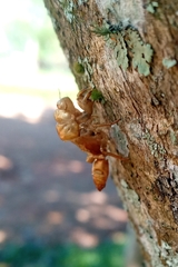 Cicadidae