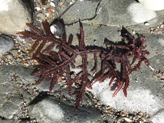 Neoptilota densa