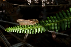Hesperiidae