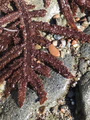 Neoptilota densa