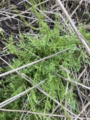 Cardamine parviflora