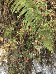 Clinopodium macrostemum