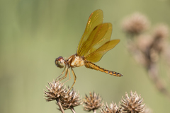 Perithemis icteroptera