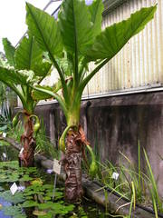 Typhonodorum lindleyanum