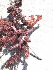Neoptilota densa