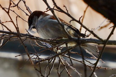 Passer domesticus