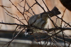 Passer domesticus