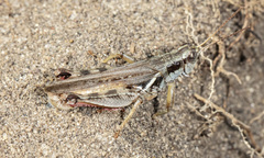 Melanoplus angustipennis