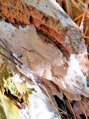 Skeletocutis amorpha