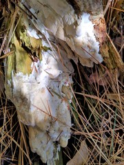 Skeletocutis amorpha