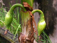 Typhonodorum lindleyanum