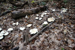 Leucopaxillus paradoxus