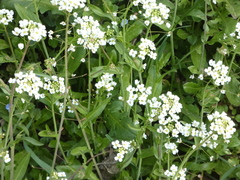 Capsella grandiflora