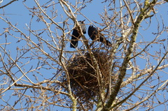 Corvus frugilegus