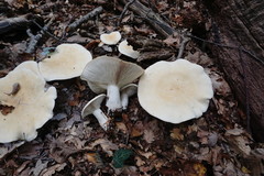 Leucopaxillus paradoxus