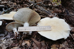 Leucopaxillus paradoxus