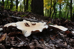 Leucopaxillus paradoxus