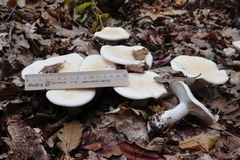 Leucopaxillus paradoxus