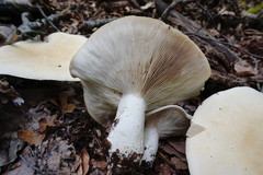 Leucopaxillus paradoxus