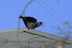 Corvus frugilegus
