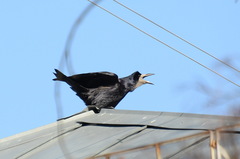 Corvus frugilegus