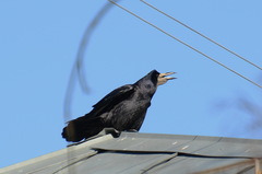 Corvus frugilegus