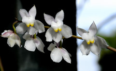 Cuitlauzina pulchella