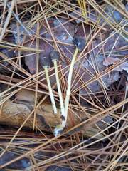 Mycena griseoviridis