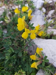 Lotus cytisoides