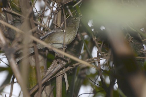 Malagasy Brush Warbler (Nesillas typica), photo 9