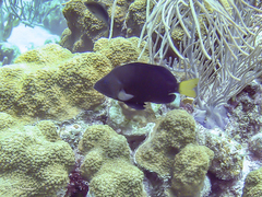 Hypoplectrus chlorurus