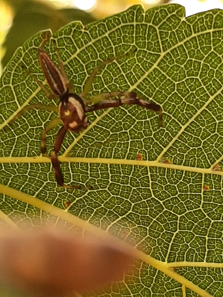 Asaracus megacephalus