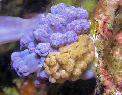 Phyllodesmium crypticum