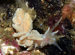 Phyllodesmium crypticum