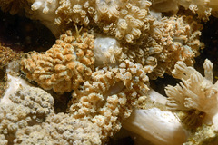 Phyllodesmium crypticum