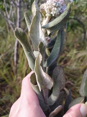 Eremanthus mollis