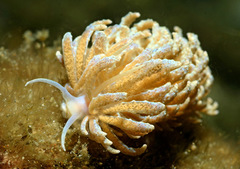 Phyllodesmium crypticum