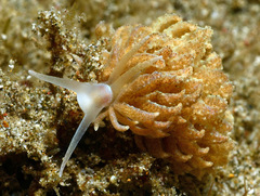 Phyllodesmium crypticum