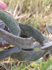 Eremanthus mollis